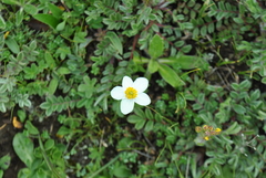 Anemonastrum coelestinum