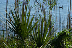 Sabal palmetto