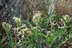 Astragalus racemosus