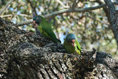 Thectocercus acuticaudatus