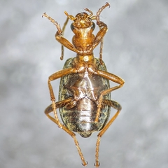 Brachinus mexicanus