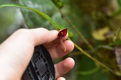 Pleurothallis ruberrima