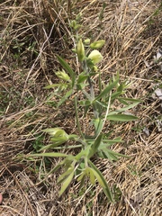 Baptisia bracteata