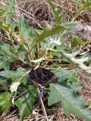 Solanum cinereum