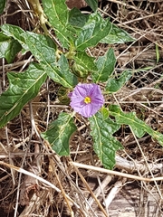 Solanum cinereum