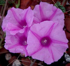 Ipomoea muelleri