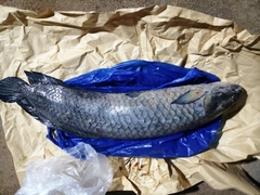 Heterotis niloticus