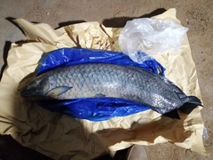 Heterotis niloticus
