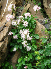 Valeriana daghestanica