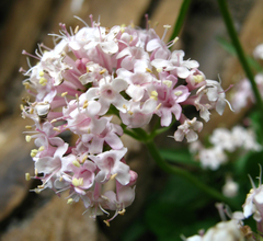 Valeriana daghestanica