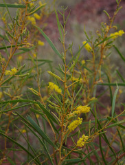 Acacia ancistrocarpa