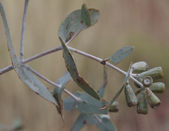 Eucalyptus gamophylla