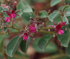 Indigofera monophylla