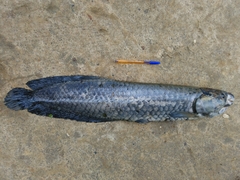 Heterotis niloticus