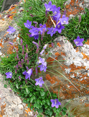 Campanula petrophila