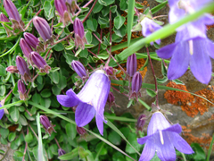 Campanula petrophila