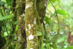 Comparettia