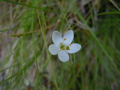Centaurium scilloides