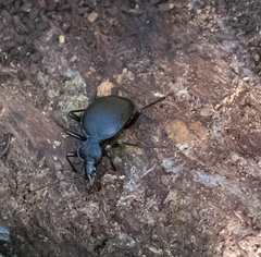 Scaphinotus interruptus