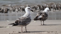 Larus dominicanus