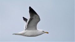 Larus dominicanus
