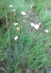Dianthus daghestanicus