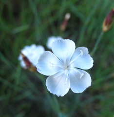 Dianthus daghestanicus