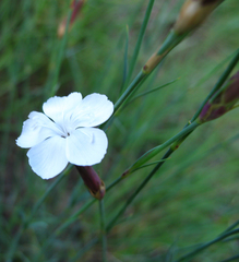 Dianthus daghestanicus