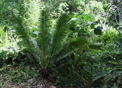 Cycas seemannii