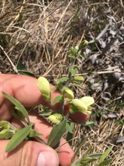 Baptisia bracteata