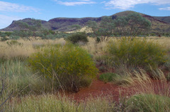 Acacia ancistrocarpa