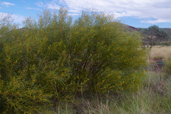 Acacia ancistrocarpa