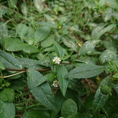 Eclipta prostrata