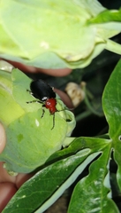 Cacoscelis nigripennis