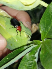 Cacoscelis nigripennis