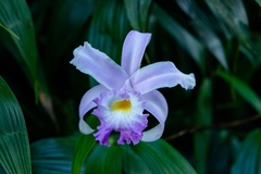 Sobralia violacea