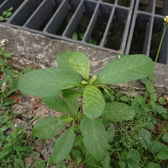 Ruellia tuberosa