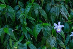 Sobralia violacea