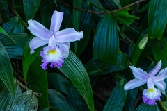Sobralia violacea