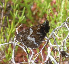 Hipparchia miguelensis