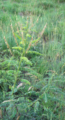 Astragalus galegiformis
