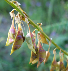 Astragalus galegiformis