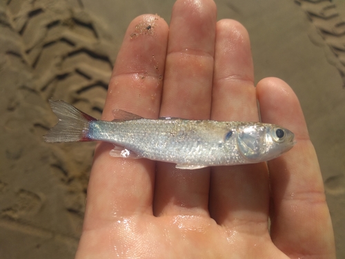 Lebranche mullet (Mugil liza) — Mugilidae — 5