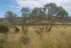 Eucalyptus gamophylla