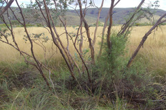 Eucalyptus gamophylla