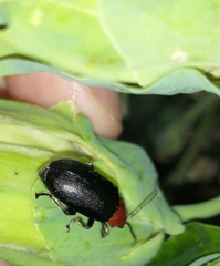 Cacoscelis nigripennis