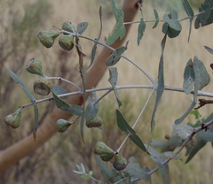 Eucalyptus gamophylla