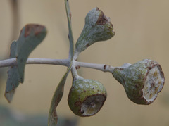 Eucalyptus gamophylla