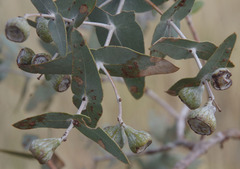 Eucalyptus gamophylla