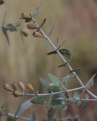 Eucalyptus gamophylla